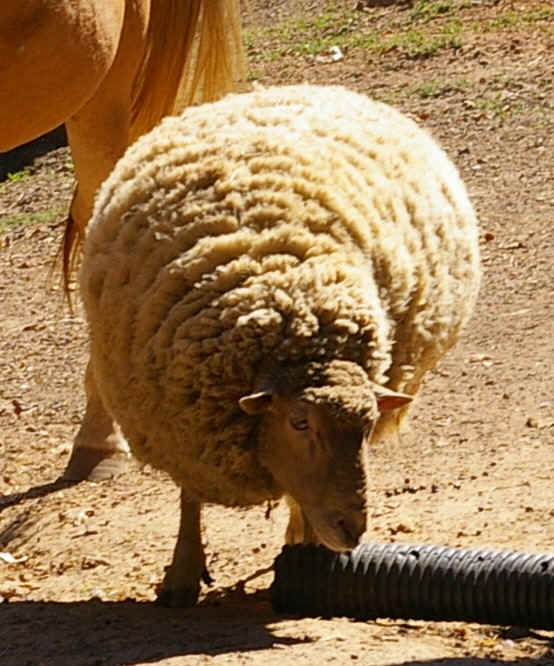 ANIMALS 025.JPG (171661 bytes)