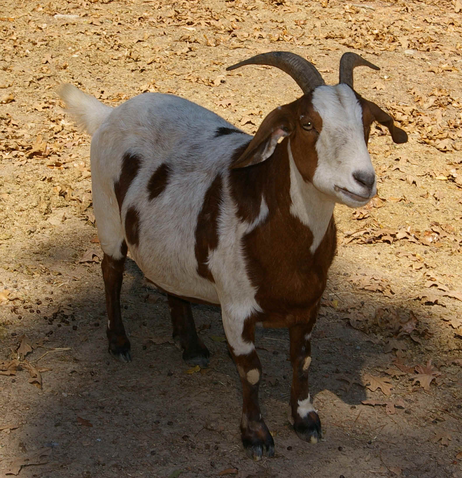ANIMALS 075.JPG (695903 bytes)