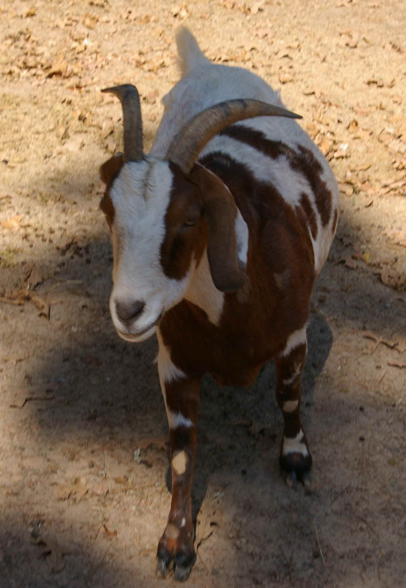 ANIMALS 076.JPG (390404 bytes)