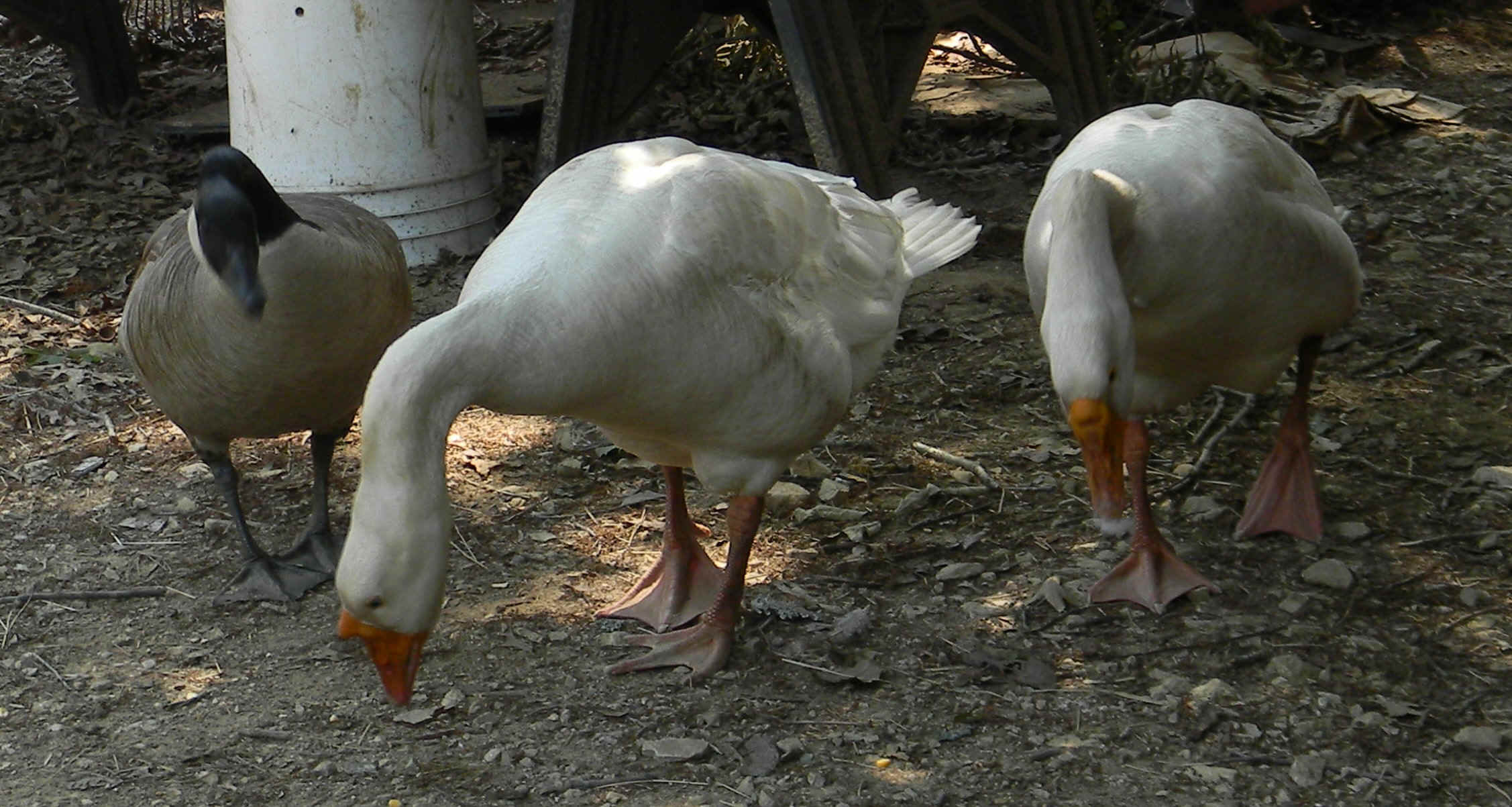 DSCN0709.JPG (550133 bytes)