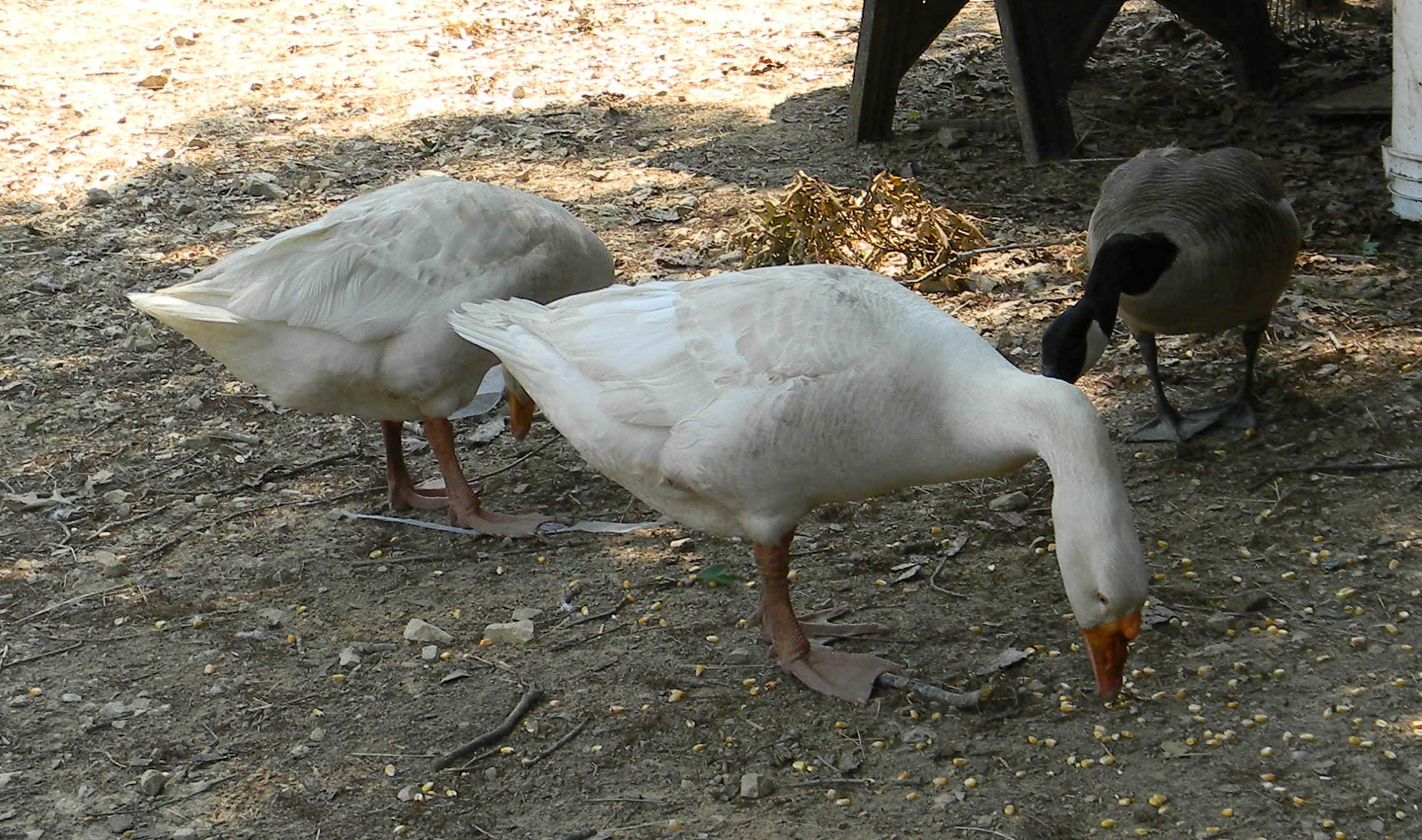 DSCN0712.JPG (788863 bytes)