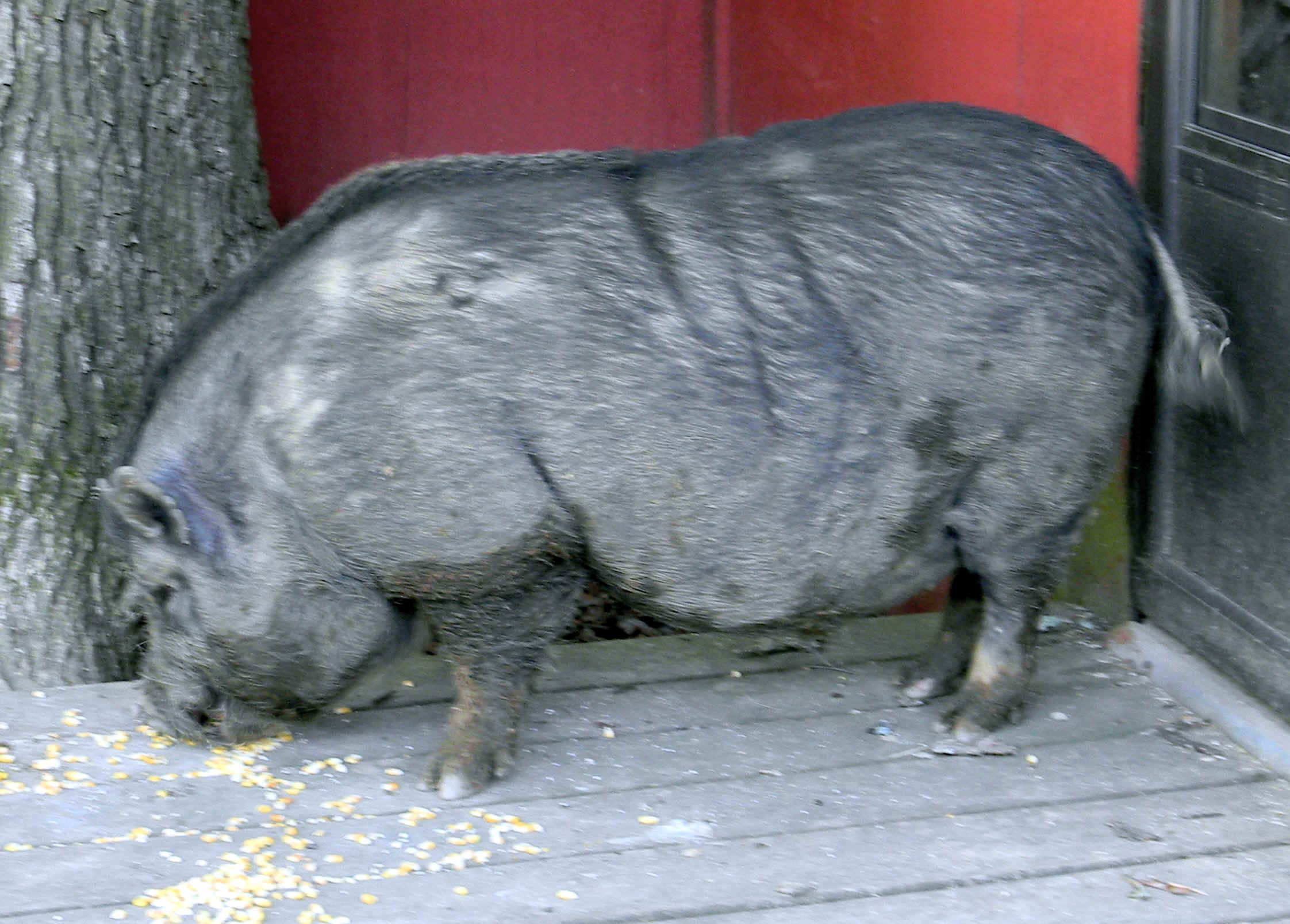 Rootie.JPG (600109 bytes)