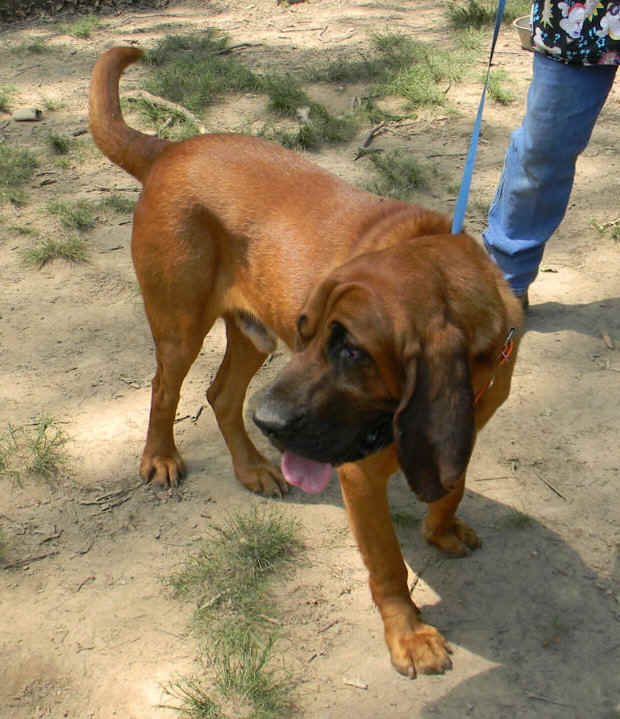 jethro.JPG (150266 bytes)