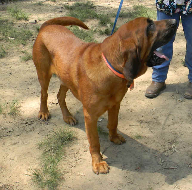 jethro 3.JPG (142275 bytes)