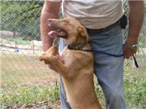 lab shep.jpg (9207 bytes)