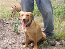 lab shep 2.jpg (10362 bytes)