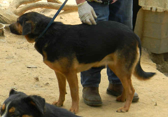 rosie 2.JPG (85952 bytes)