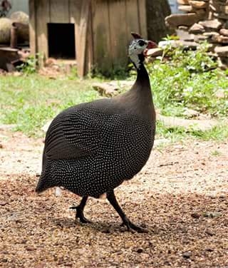 Guinea hen