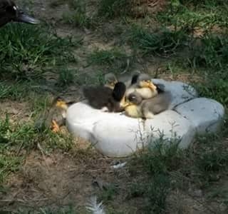 Baby Ducks