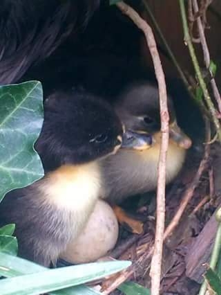 Baby ducks just hatched